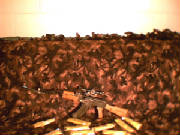 06001.jpg